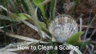 Scallop Cleaning